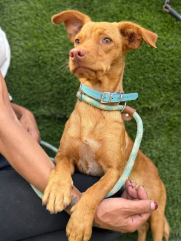Miel4.png